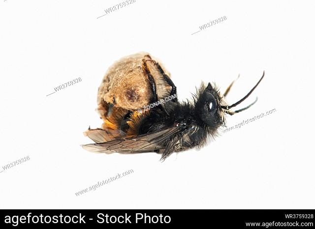 Schlupf einer gehörnten Mauerbiene (Osmia cornuta), Schweiz / Hatching of a mason bee (Osmia cornuta), Switzerland