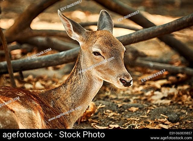 Close-up Portrait of Young Spotted Deer