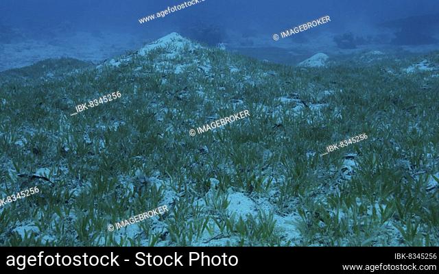 Sangy seabed covered with green seagrass. Underwater landscape with Halophila seagrass. Red sea, Egypt, Africa