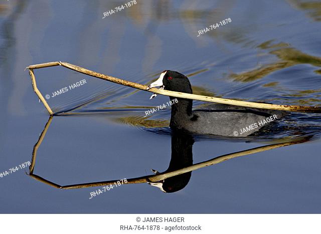 American coot Fulica americana with nesting material, Sweetwater Wetlands, Tucson, Arizona, United States of America, North America