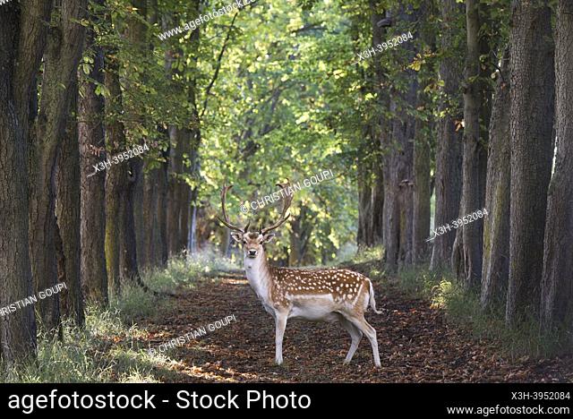Male fallow deer (buck) crossing an alley lined with horse chestnut trees, Park of the Chateau of Nogent-le-Roi, Eure-et-Loir department