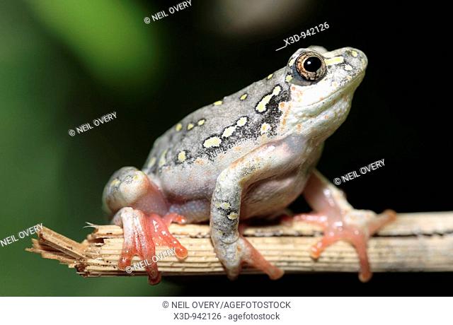 Painted reed frog Hyperolius marmoratus South Africa