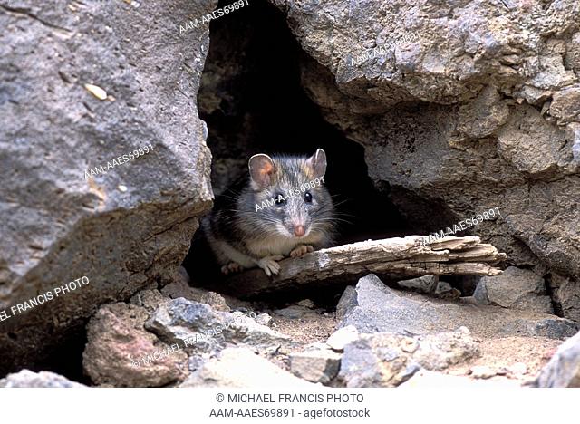 Bushy-tailed Woodrat 'Mountain Pack Rat' (Neotoma cinerea), alert Yellowstone National Park Wyoming