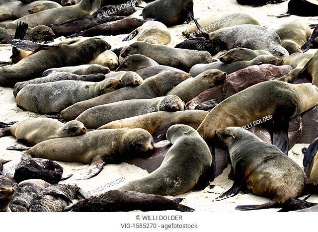 Brown Fur Seal (Arctocephalus pusillus) also known as the Cape Fur Seal, South African Fur Seal. Our picture shows female Brown Fur Seal colony at Cape Cross in...