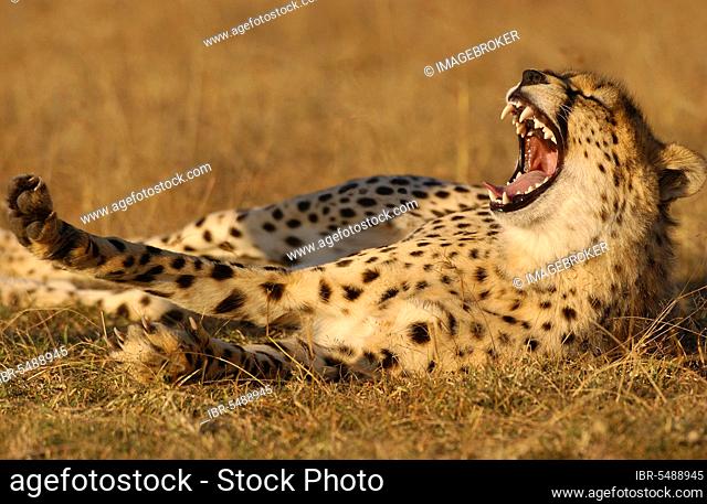 Cheetah (Acinonyx jubatus) Yawning and stretching, Masai Mara, Kenya, Africa