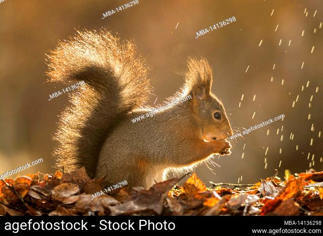 close up of red squirrel in the rain and sun