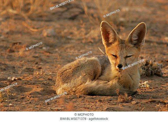 Cape fox Vulpes chama, pup lying, South Africa, Northern Cape, Kalahari, Kgalagadi Transfrontier Park