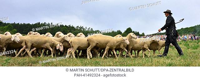Shepherd Bernd Angelroth herds sheep during the 22nd Thuringian Shepherd Festival in Hohenfelden,  Germany, 03 August 2013