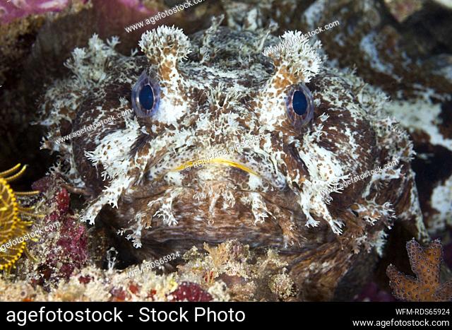 Banded Toadfish, Halophryne diemensis, Raja Ampat, West Papua, Indonesia