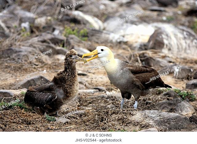 Waved Albatross, Diomedea irrorata, Galapagos Islands, Ecuador, adult with young bird feeding