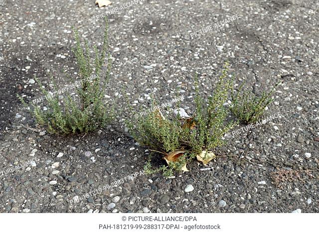 25 October 2018, Albania, Shkodra: Real thyme (Thymus vulgaris) grows from asphalt on a side road in Shkodra. Photo: Peter Endig/dpa-Zentralbild/ZB