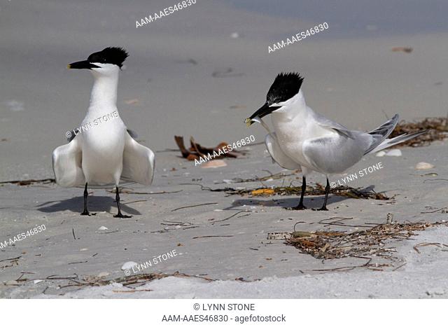 Sandwich Terns (Thalasseus sandvicensis) on sandy, Gulf of Mexico beach; male with a small fish, probably a Scaled Sardine
