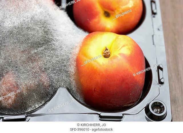 Mouldy nectarines in packaging close-up