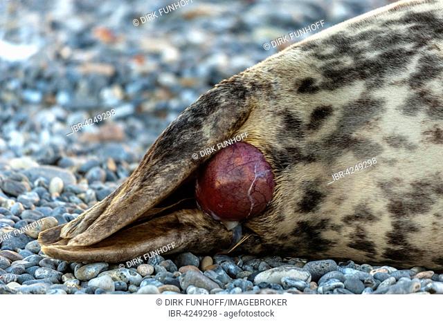 Grey seal (Halichoerus grypus) being born, series, Heligoland, Schleswig-Holstein, Germany