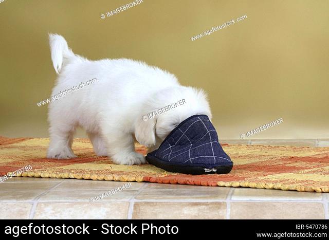 Coton de Tulear, puppy, 8 weeks, with slipper