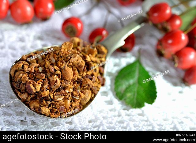 Common hawthorn, Berries fresh and dried (Crataegus monogyna) (Crataegus laevigata)