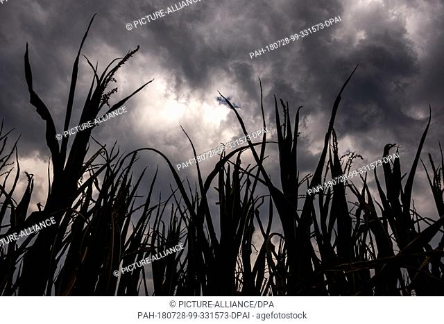 28 July 2018, Germany, Filsum: Thunderclouds are moving above a maize field. Photo: Mohssen Assanimoghaddam/dpa. - Filsum/Lower Saxony/Germany