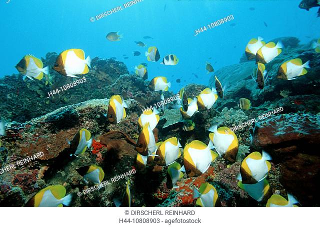 action, Borneo, coral fish, diving, fish, Hemitaurichthys polylepis, holiday, holidays, Lankayan, live, Malaysia, ma