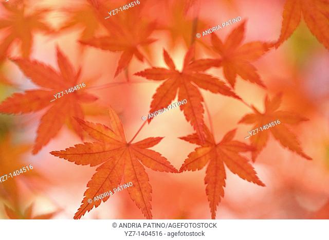 Japanese Maple leaves, Hakone, Japan