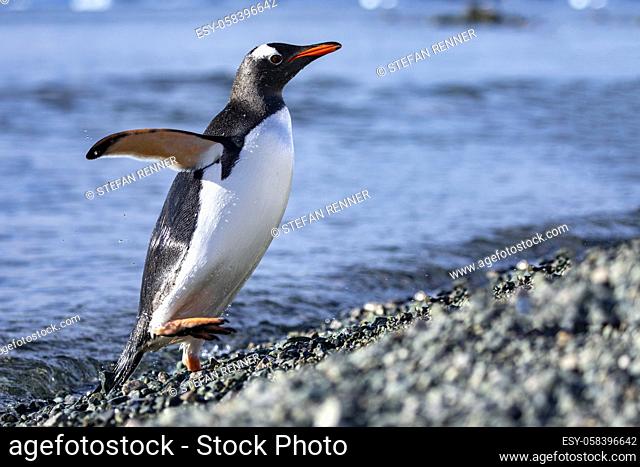 Penguin emerges from the sea and goes to rocky beach in Antarctica