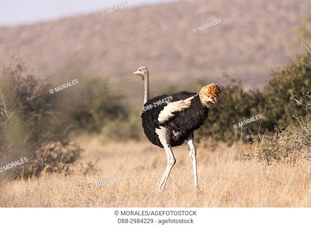 Africa, Southern Africa, South African Republic, Kalahari Desert, Ostrich or common ostrich (Struthio camelus), adult male