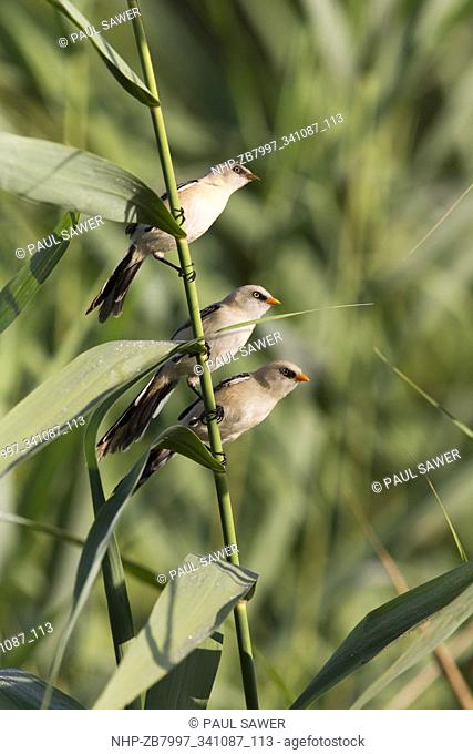 Bearded Tit (Panurus biarmicus) 3 juveniles, perched among reeds, Danube Delta, Romania, June
