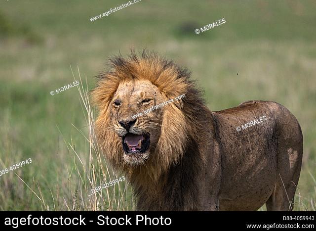 Africa, East Africa, Kenya, Masai Mara National Reserve, National Park, Lion (Panthera leo), walking in the grass by rolling up the lips to register the...