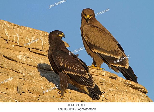 Two Greater Spotted Eagles sitting on a rock