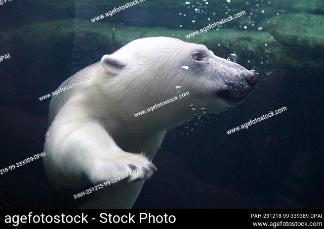 18 December 2023, Hamburg: Polar bear girl Anouk dives in the water in the polar bear enclosure in the Arctic Ocean at Hagenbeck Zoo