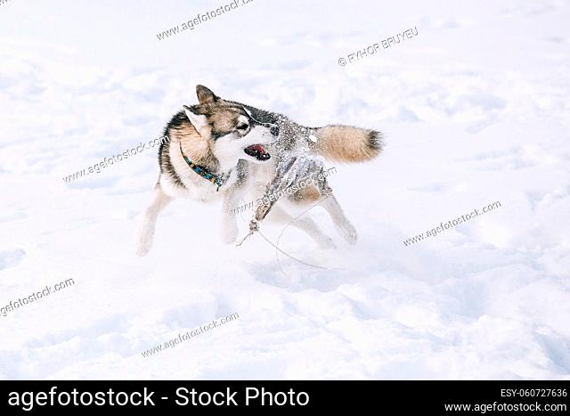 Young Husky Dog Playing With Rag And Fast Running Outdoor In Snow, Winter Season. Sunny Day
