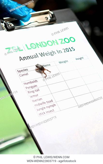 Animals annual weigh in at ZSL London Zoo Featuring: Iberian Midwife Toad Where: London, United Kingdom When: 26 Aug 2015 Credit: Phil Lewis/WENN.com
