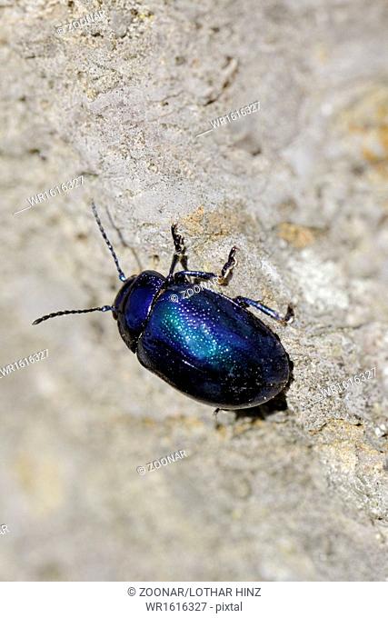 Chrysomela coerulans, Mintleaf beetle