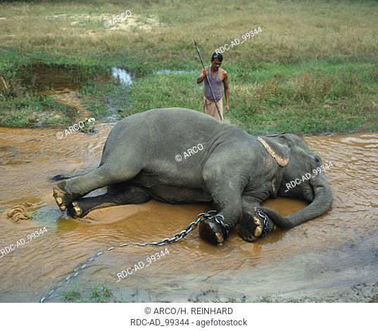 Indian Elephants beeing washed by mahout Elephas maximus