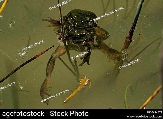 European tree frog (Hyla arborea) pair in amplexus in water, Thuringia, Germany, Europe