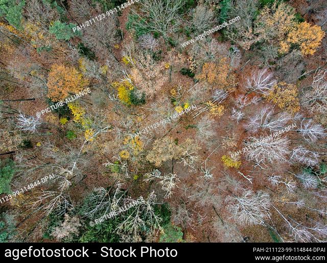 22 November 2021, Brandenburg, Treplin: Only a few yellow leaves still shine on the branches between already bare deciduous trees and the evergreen conifers in...