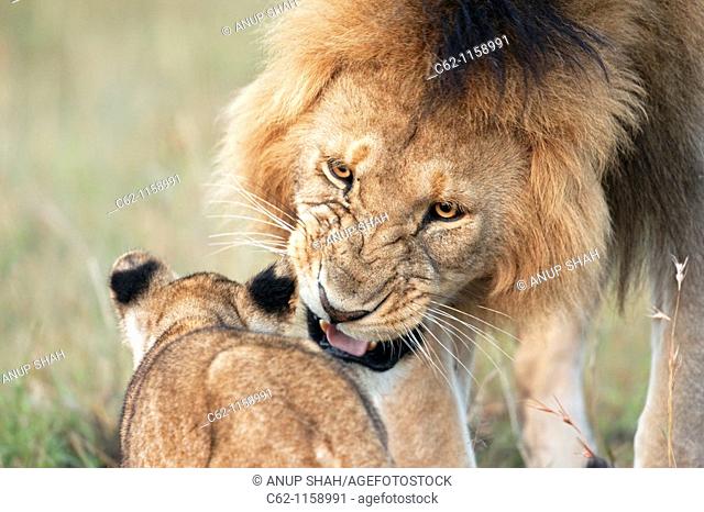 Mature male lion (Panthera leo) snarling at approaching cub aged 6-9 months, Maasai Mara National Reserve, Kenya