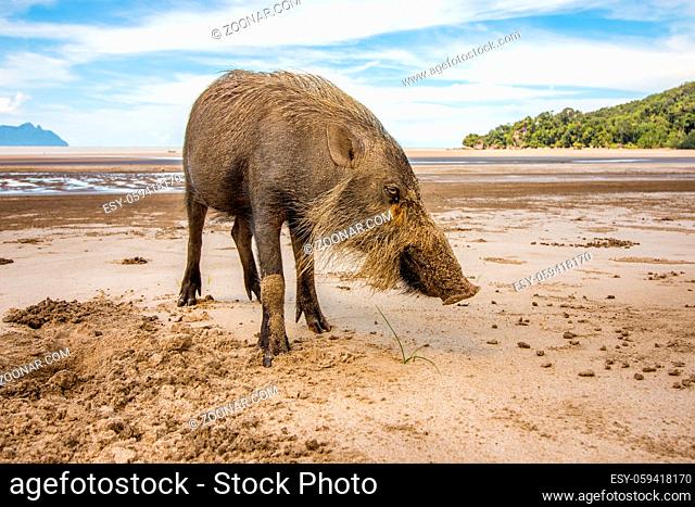 This wild bornean bearded pig, Sus Barbatus, a wild animal living in Bako national park, Kuching, Malaysia, Borneo. It digs in the sand with the snout