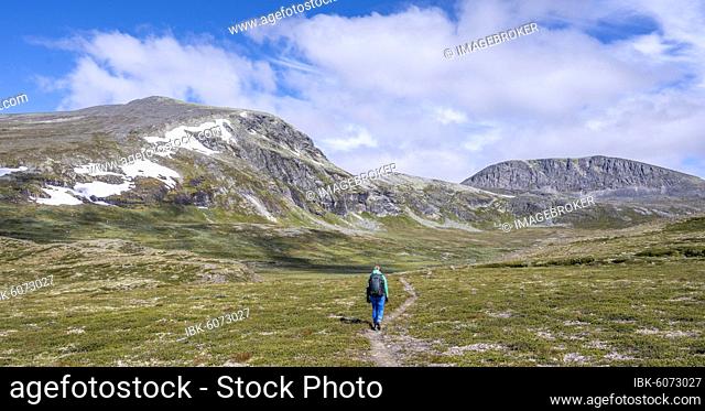 Hiker on trail through the tundra, barren landscape, Dovrefjell National Park, Oppdal, Norway, Europe
