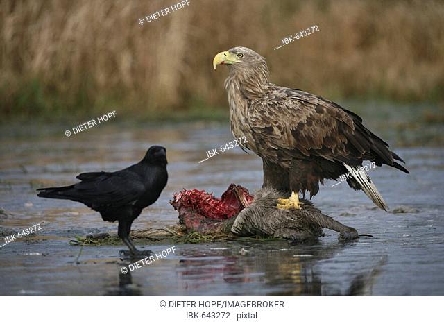 White-tailed Eagle or Sea Eagle (Haliaeetus albicilla) and Common Raven (Corvus corax) perched on an icy surface, feeding on deer carcass