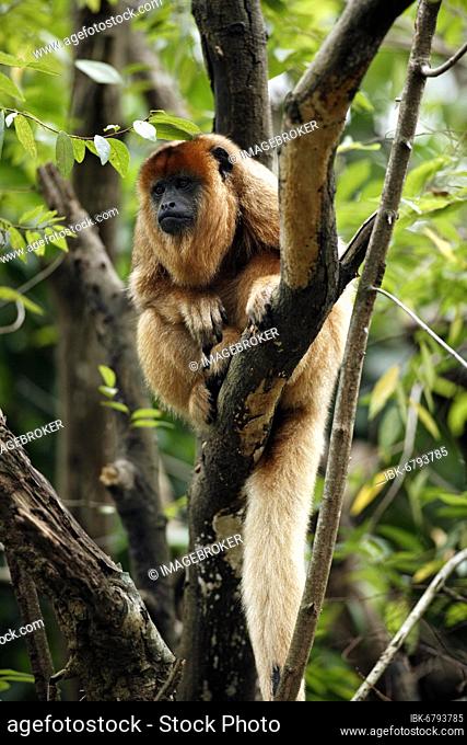 Black howler (Alouatta caraya), adult, female, on tree, resting Black Howler Monkey, South America Black Howler Monkey, South America, female, on tree