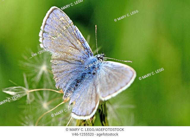 Common Blue, polyommatus icarus on dandelion tufft Weed-whacker damage  Outspread wings of the Common Blue shows distinct wing damage caused by industrial...