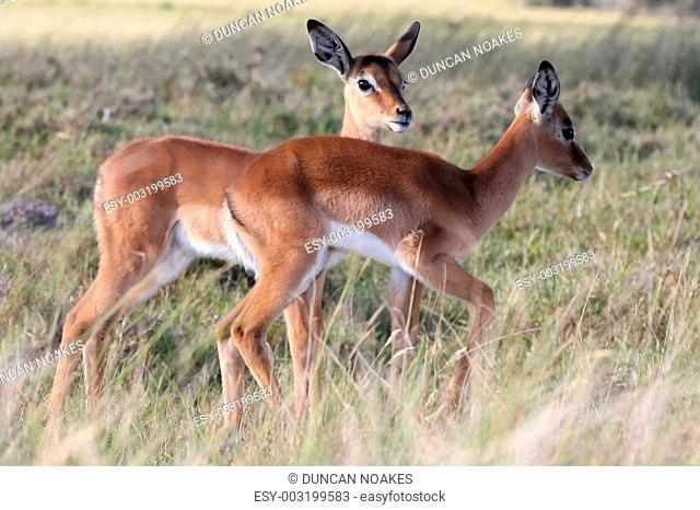 Impala Antelope Lambs