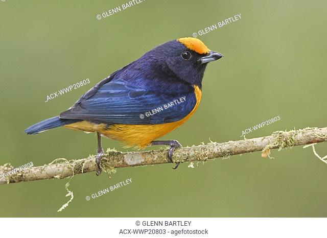 Orange-bellied Euphonia Euphonia xanthogaster perched on a branch at the Mindo Loma reserve in northwest Ecuador
