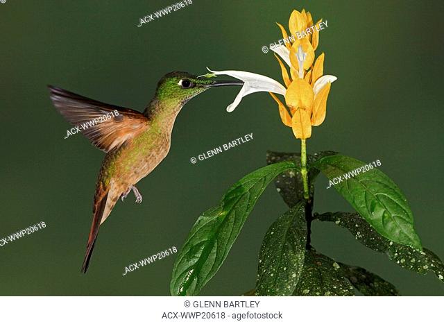 Fawn-breasted Brilliant Heliodoxa rubinoides feeding at a flower while flying in the Tandayapa Valley of Ecuador