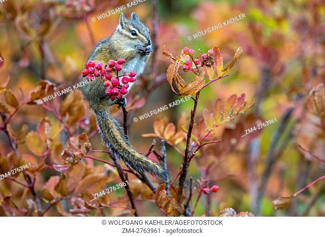 A Yellow Pine Chipmunk (Tamias amoenus) is feeding on Mountain ash berries in the fall at the meadows at Paradise in Mt. Rainier National Park in Washington...