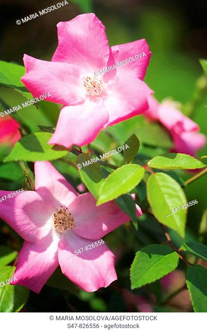 Two Pink Rose Blossoms. Rosa chinesis 'Mutabilis'. Butterfly Rose