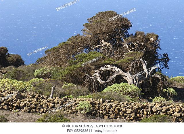 Junipers (Juniperus turbinata canariensis) twisted by the wind. La Dehesa. Frontera Rural Park. El Hierro. Canary Islands. Spain