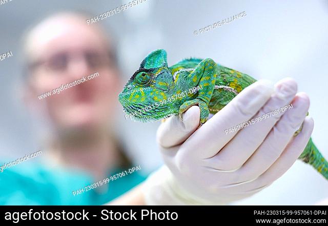 23 February 2023, Saxony, Leipzig: Brunhilde, a Yemen chameleon, is examined by a veterinarian in the Clinic for Birds and Reptiles at the University's Faculty...