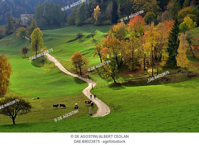 Green road near Grissian, grazing cattle, Burggrafenamt, Trentino-Alto Adige, Italy