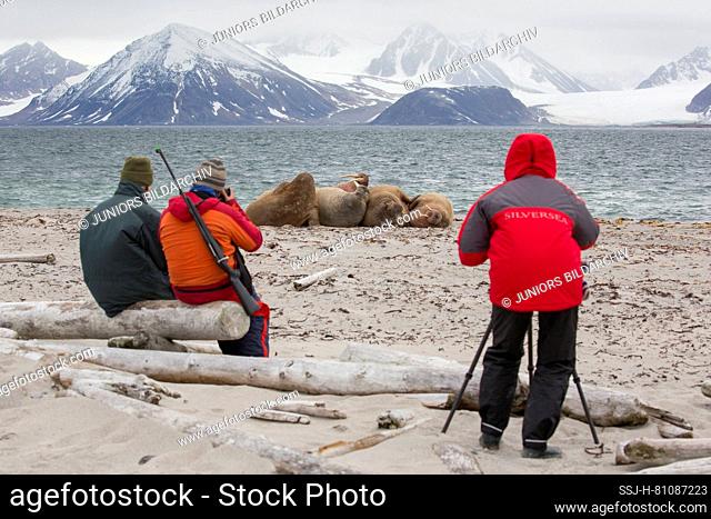 Walrus (Odobenus rosmarus). Tourists taking pictures of group resting on a beach. Svalbard